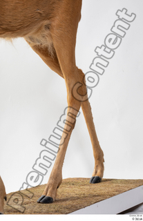 Deer Doe 2 leg 0022.jpg